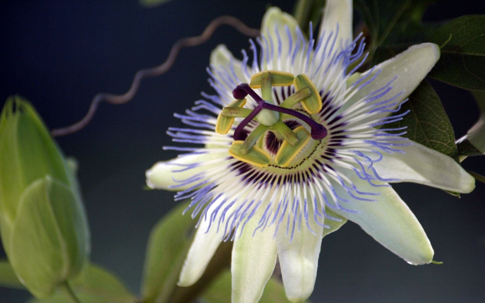 5 Facts About Passionflower You Didn't Know - Nutracelle