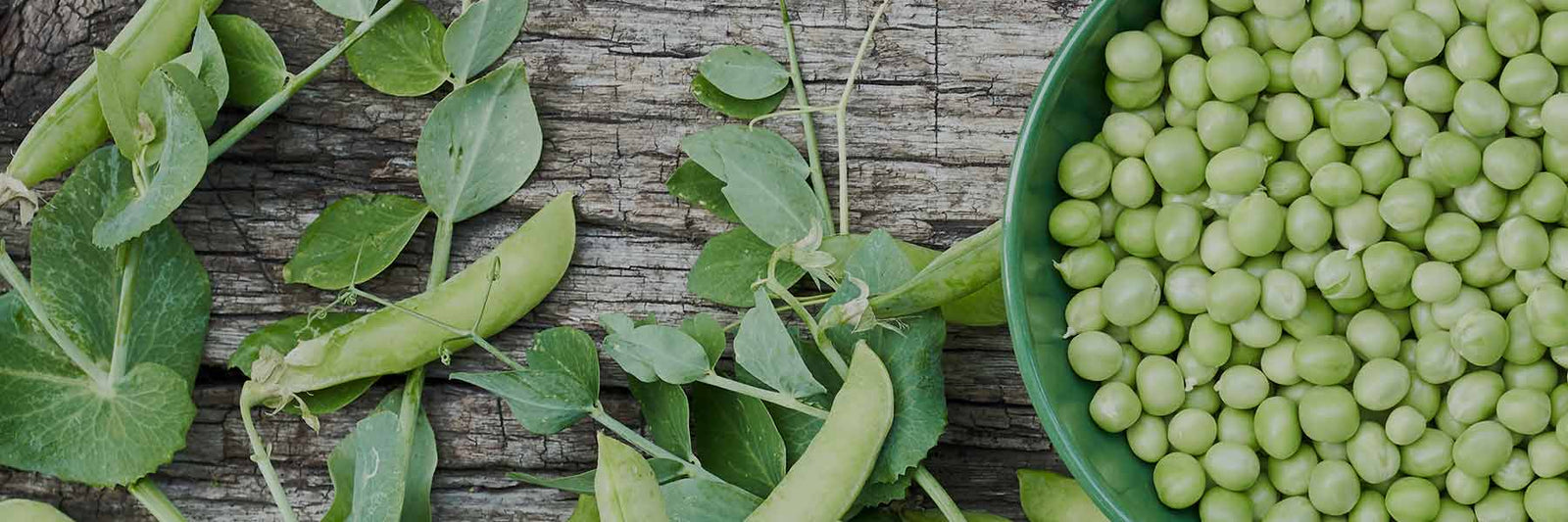 Pea Protein - Nutracelle