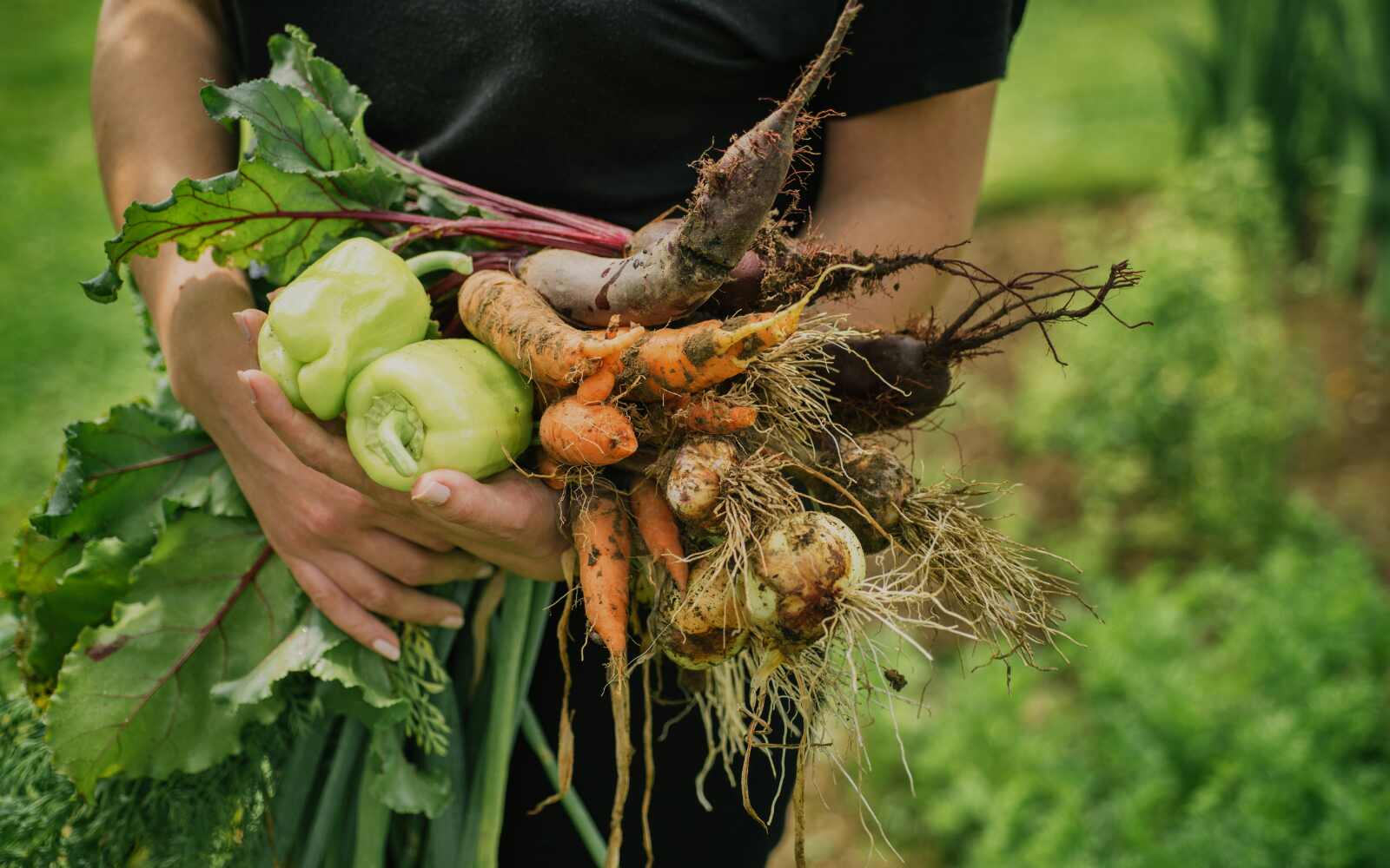 Summer Veggies and Smart Supplementing: The Best of Both Worlds - Nutracelle