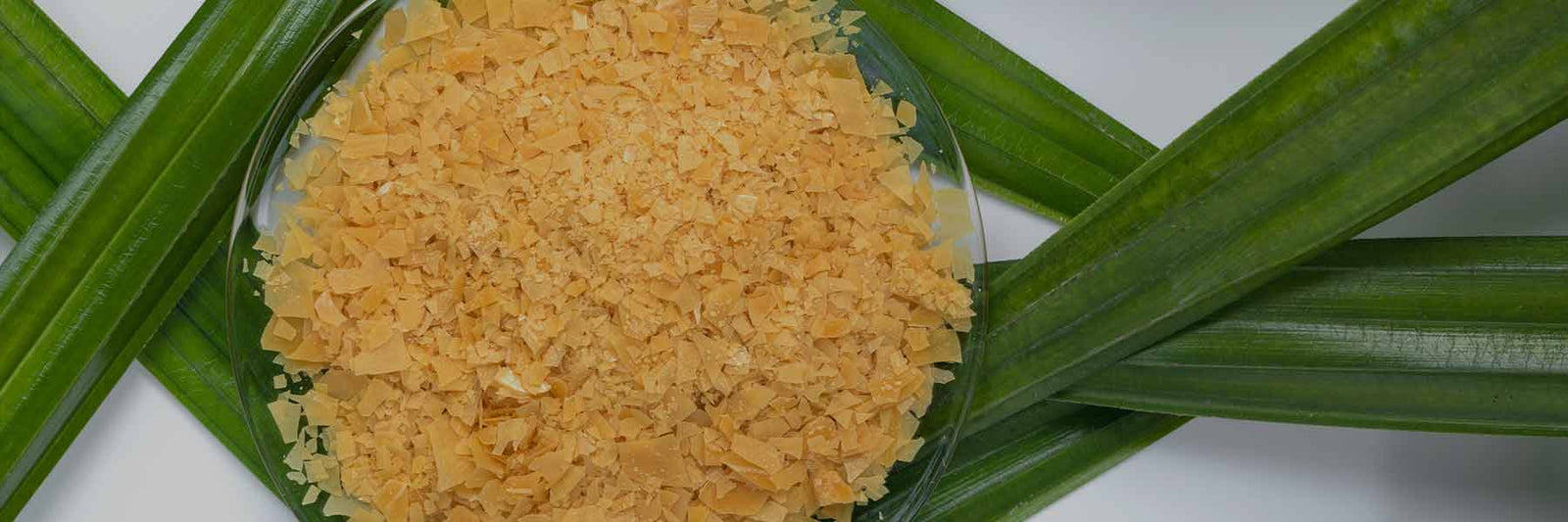 Carnauba Wax - Nutracelle