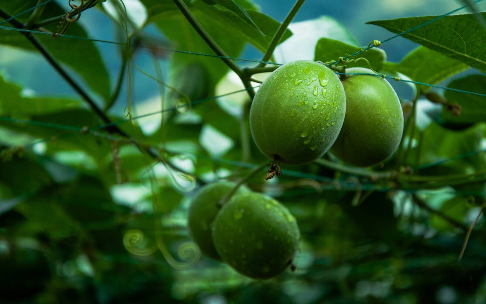 Fresh green monk fruit growing on vines with water droplets on the surface.