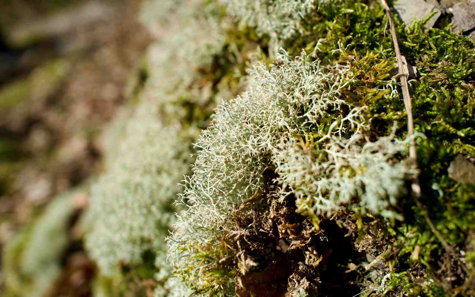 Close-up of reindeer lichen and moss on a sunlit forest rock