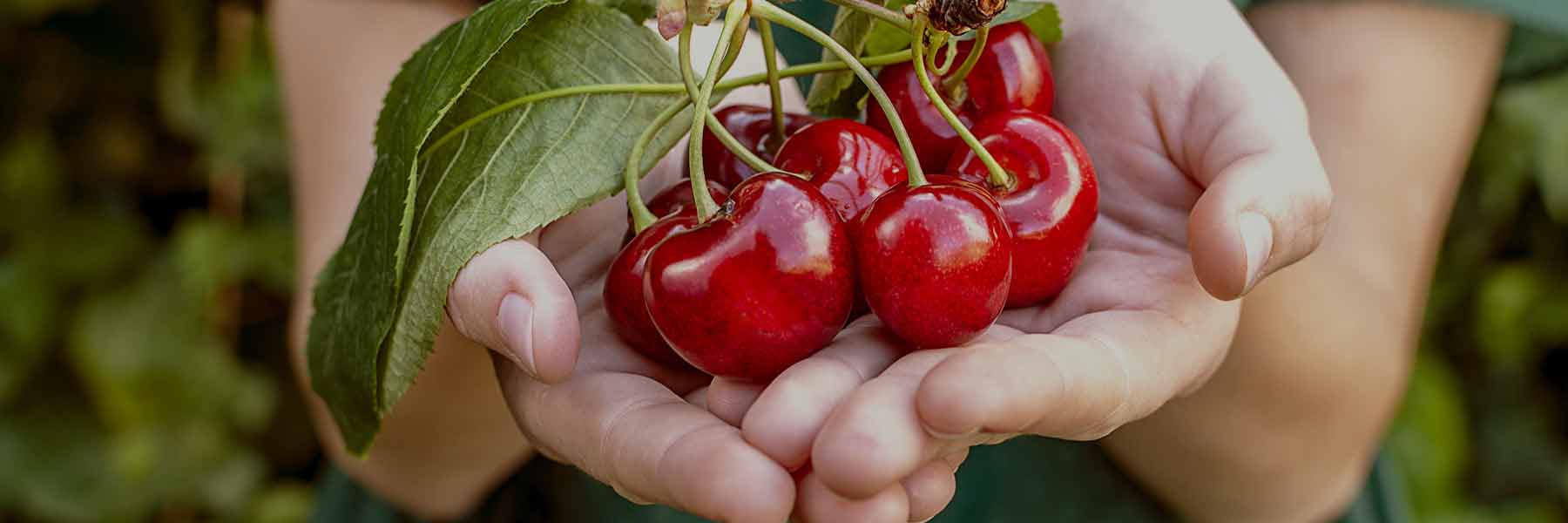 Real Cherry - Nutracelle