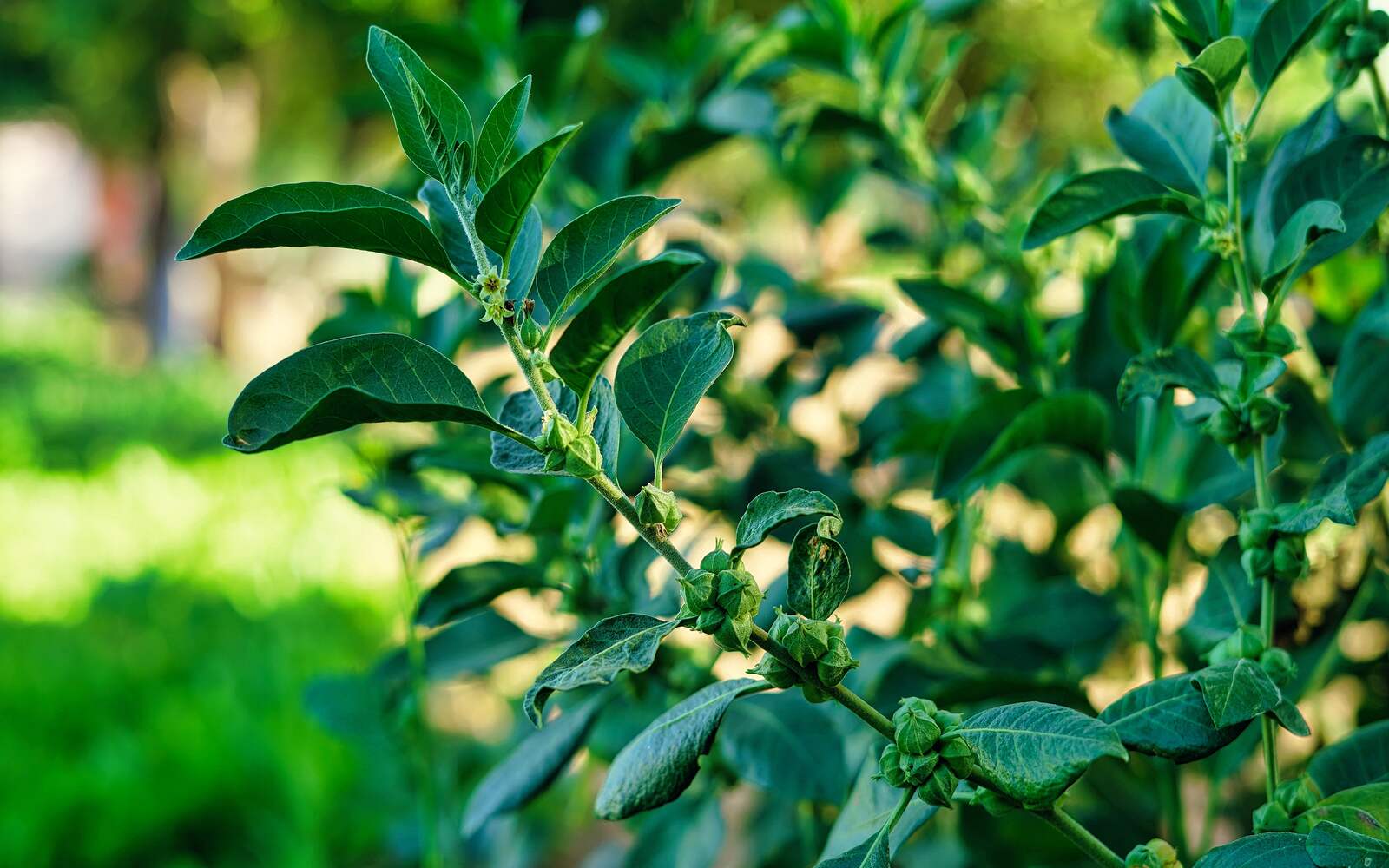 Unleash the Ashwagandha Power - Nutracelle