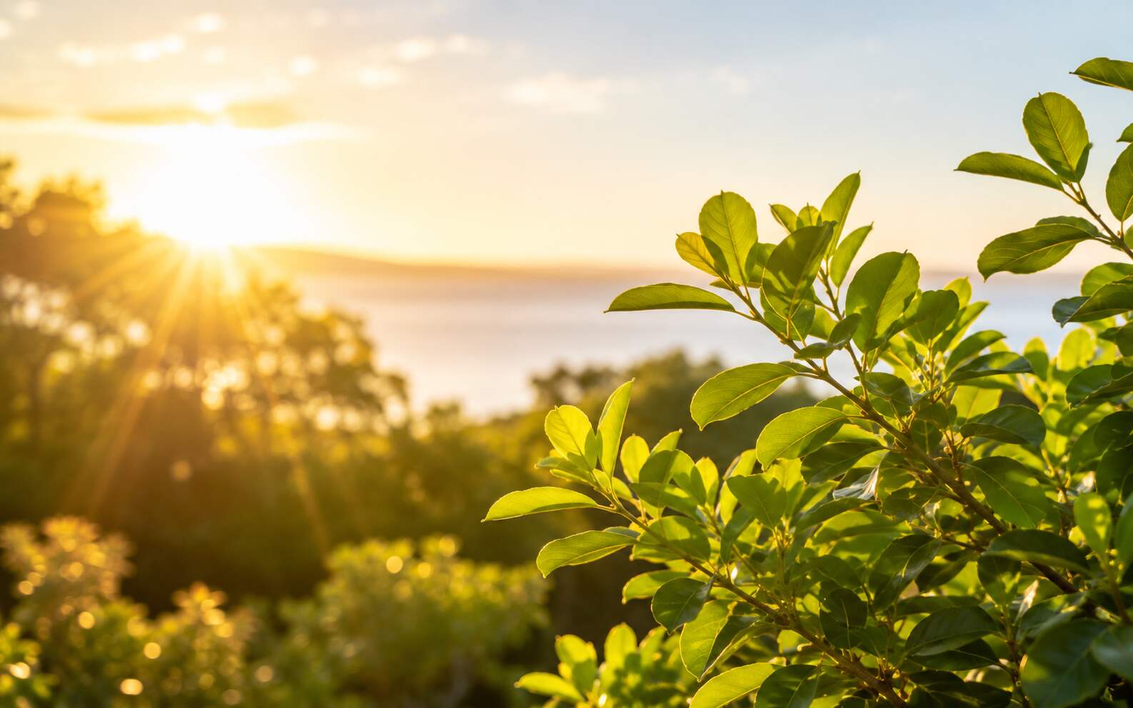 Bright golden sunlight shining through lush green leaves, representing natural vitamin D